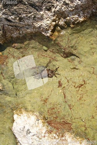Image of Crab on the rock