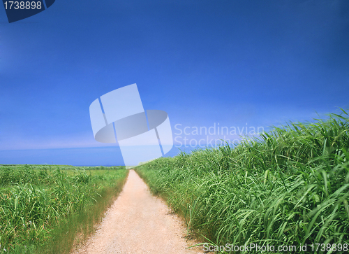 Image of Winding Path in a Green grass
