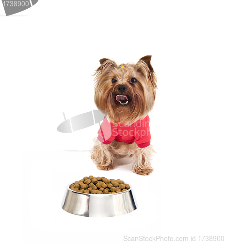 Image of Yorkshire terrier with food