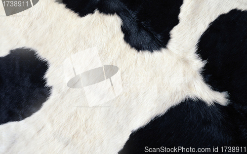 Image of cow texture