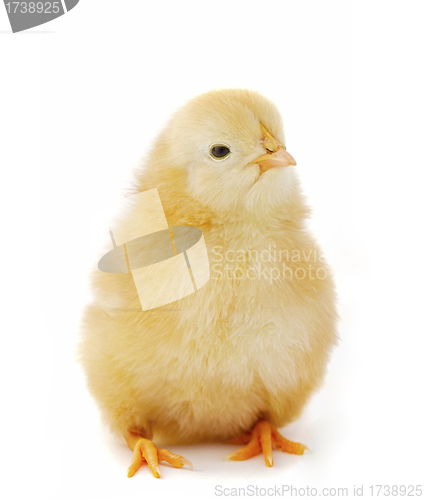 Image of Baby chicken
