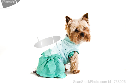 Image of Yorkshire Terrier  in nice dress