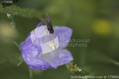 Image of A bluebell with a fly.