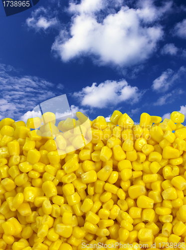 Image of Sweet corn with beautiful sky