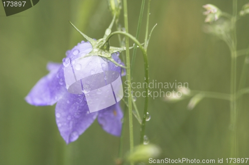 Image of A bluebell