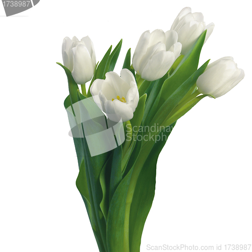 Image of white tullips