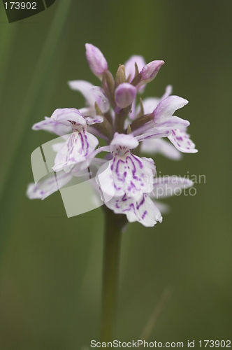 Image of Wild mountain flower.