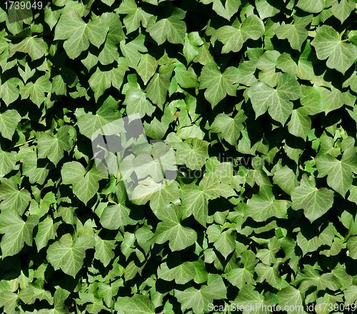 Image of Ivy background