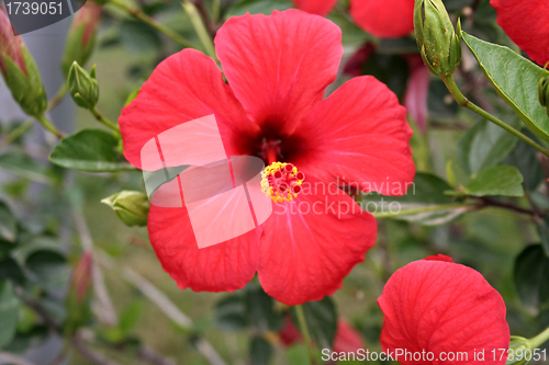 Image of A Close up of Red Flower in garden