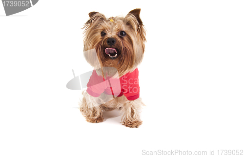 Image of Dog in sweater