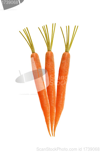 Image of carrots on white