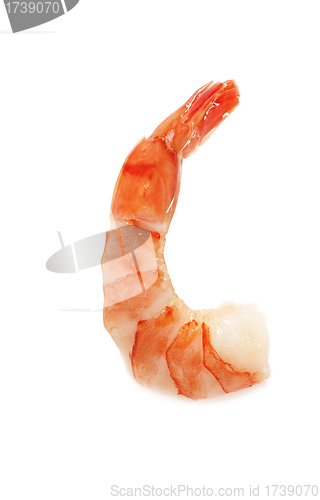 Image of Closeup view of shrimp isolated