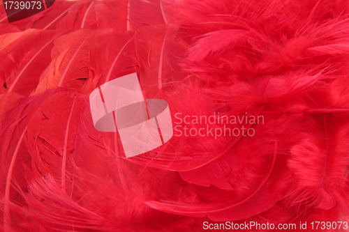 Image of Red feather scarf texture