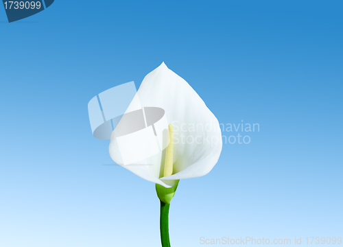 Image of calla on blue sky