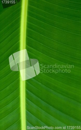 Image of Texture of a green leaf