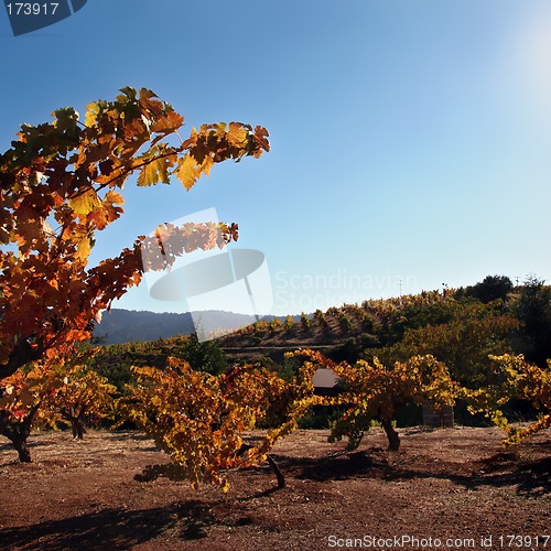 Image of Autumn winery