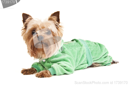 Image of Yorkshire Terrier in sweater