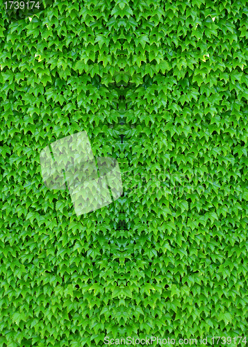 Image of ivy covered background