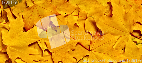 Image of autumn yellow leaves, shallow focus