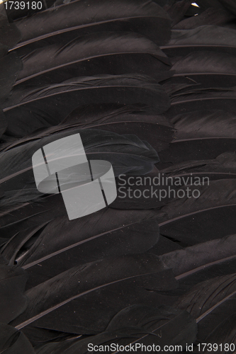 Image of Black feather wings