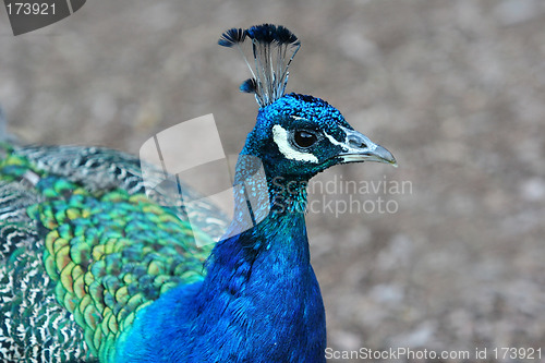 Image of Peacock