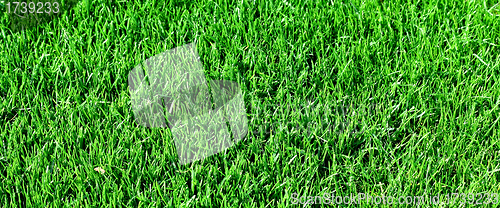Image of Grass background or texture