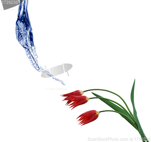Image of Flower and water