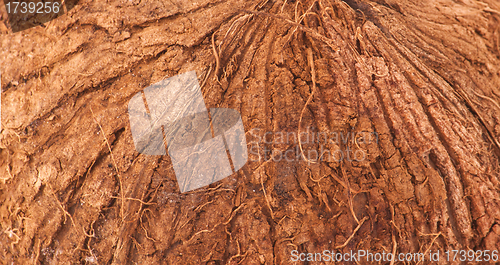Image of coconut