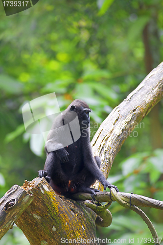 Image of Crested Black Macaque