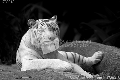 Image of White tiger