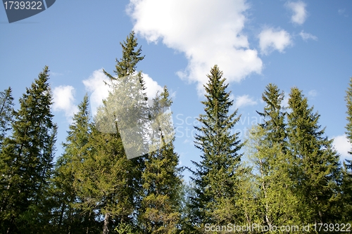 Image of Spruces