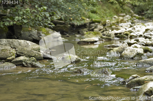 Image of idyllic stream detail