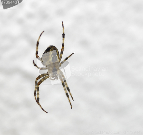 Image of Araneus