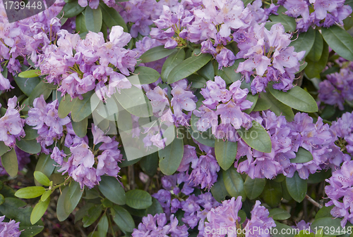 Image of Rhododendron