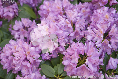 Image of Rhododendron