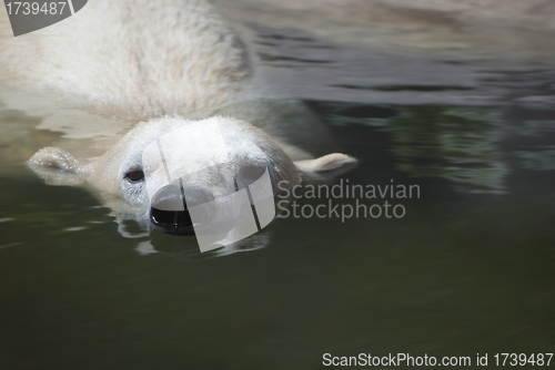 Image of Polar Bear