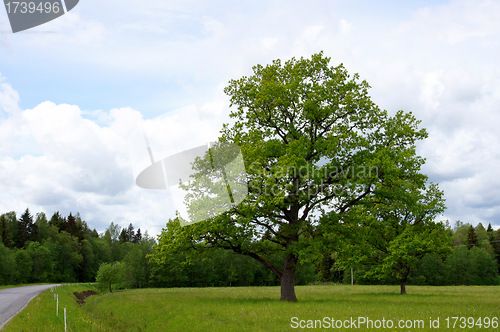 Image of Green oak