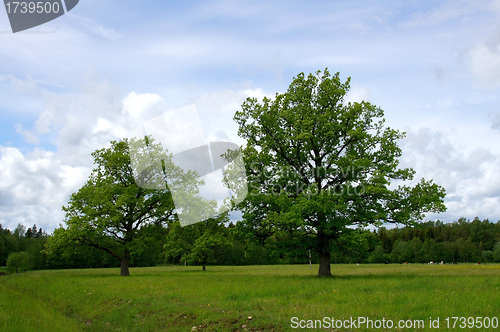 Image of Two trees