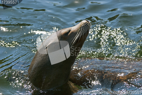 Image of Sea Lion