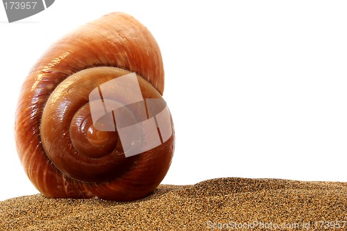 Image of Isolated  Seashell