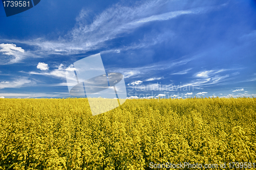 Image of The field of flowering oilseed rape