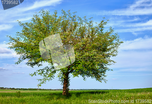 Image of Tree in the field