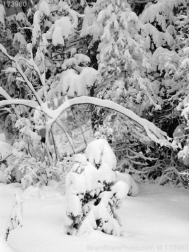 Image of First snow
