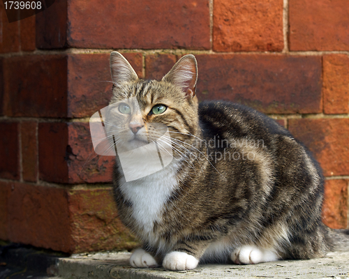 Image of Cat