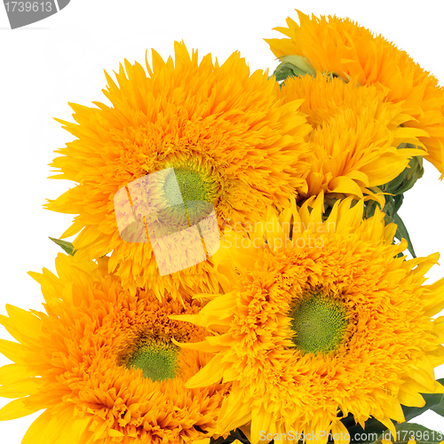 Image of Sunflowers