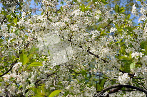 Image of Closeup of white cherry tree twigs blooms 