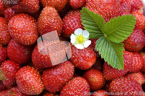 Image of  Strawberry.