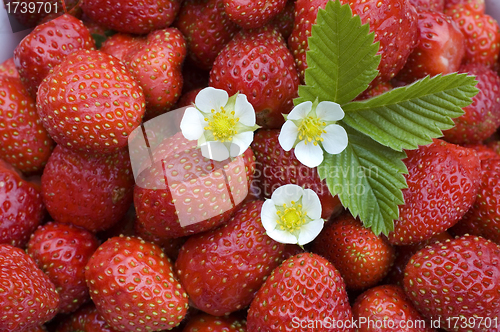 Image of Strawberry.