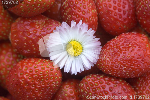 Image of Strawberry.