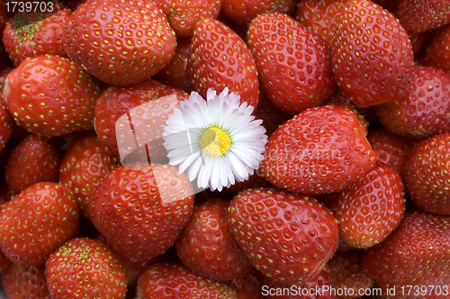 Image of Strawberry.